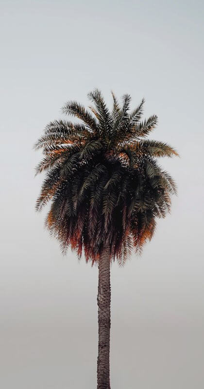 A perfectly places palm tree set on a cool grey backdrop